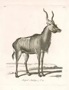 Striped Antelope