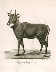 White Footed Antelope