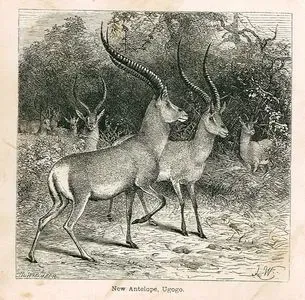 New Antelope, Ugogo