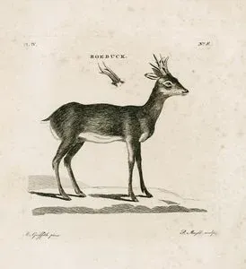 Roebuck