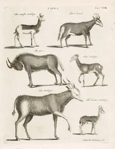 Capra-The Snift Antelope, Hart Beast, The Gnu, Red Antilope, Elk Antilope, The Corine Antilope