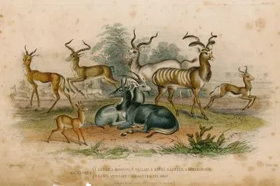Antelopes- Addax-Koodoo-Pallah-Kevel Gazelle-Springbock-Salt's Antelope-Takhaitze-Nyl Ghau