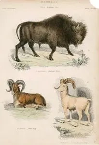 Mammalia, Genera Bonasus, Ovis Plate 18- 59. B.Americanus, American Bison 60. O.Ammon, Thibet Sheep 61. O.Montana, Rocky Mountain Sheep