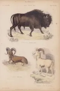 Mammalia, Genera Bonasus, Ovis Plate 18- 59. B.Americanus, American Bison 60. O.Ammon, Thibet Sheep 61. O.Montana, Rocky Mountain Sheep