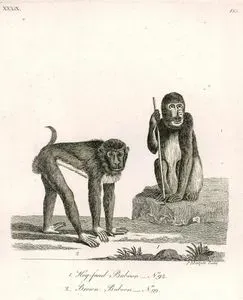 Hog Faced Baboon-Brown Baboon