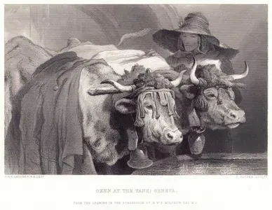Oxen At The Tank, Geneva