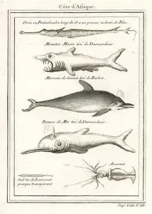 Cote D'Afrique- Orsie, Monstre Marin Tire De Desmarchais-Marsoin De Guinee Tire De Barbot, Becasse De 
Mer Tire De Desmarchais, Ancornet