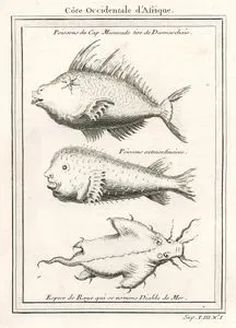 Cote Occidentale D'Afrique-Poissons Du Cap Mesurado Tire De Desmarchais, Poissons Extraordinaries, Espece De Raye Qui Se Nomme Diable De Mer