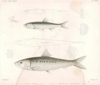 Alosa Musica-Engraulis Pulchellus