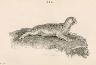 Seal