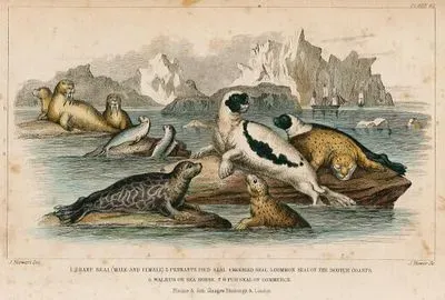 Harp Seal, Pennants Pied Seal, Marbled Seal, Common Seal Of The Scotch Coasts, Walrus or Sea Horse, Fur 
Seal Of Commerce
