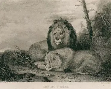 Lion and Lioness