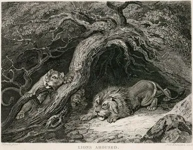 Lions Aroused