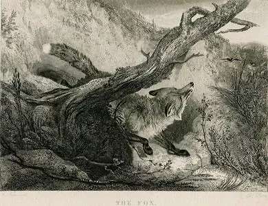 The Fox