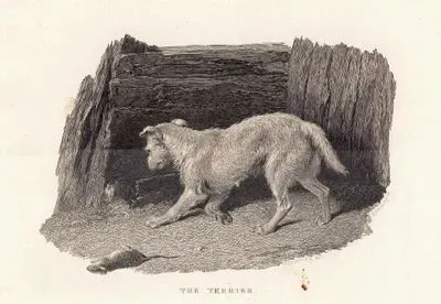 The Terrier