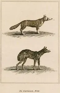 The Jackall-Fox