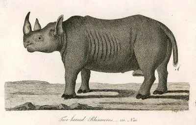 Two Horned Rhinoceros