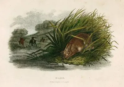 Hare