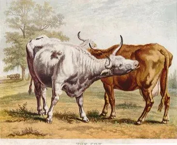 The Cow