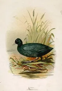 Coot