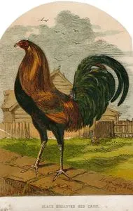 Black Breasted Red Game