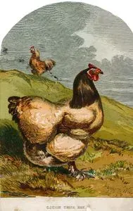 Cochin China Hen