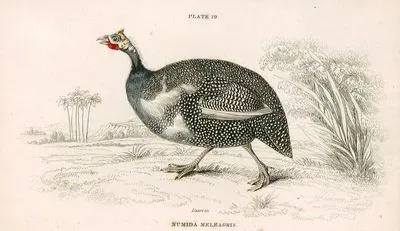 Numida Meleagris