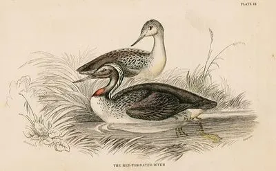 The Red-Throated Diver