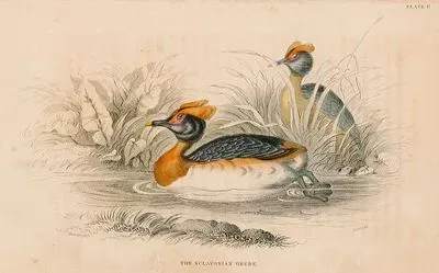 The Sclavonian Grebe