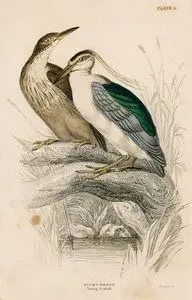 Night Heron (Young & Adult)