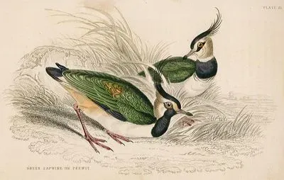 Green Lapwing Or Peewit