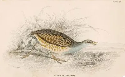Meadow Or Corn Crake