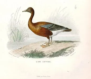 L'Oie Sauvage