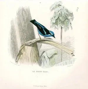 Le Pitpit Bleu