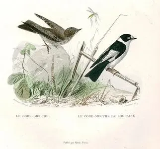 Le Gobe Mouche-Le Gobe Mouche De Lorraine