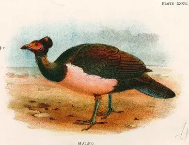 Maleo