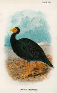 Layard's Megapode