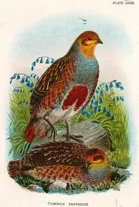 Common Partridge