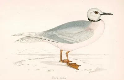 Ross's Gull