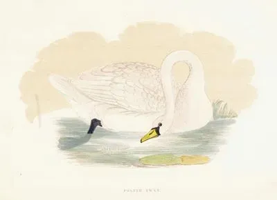 Polish Swan