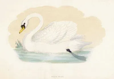 Mute Swan