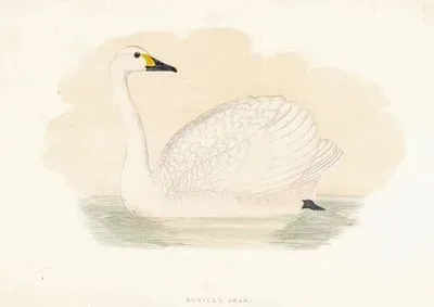 Bewick's Swan
