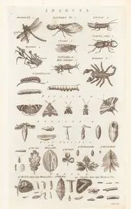 Insects-Dragon Fly, Lantern Fly, Locust, Mantis, Cicada, Cervus Volans, Mole Cricket, Scorpion, Caterpillar, Papilio, Aurelia, Leaf 
Insects, Taeniae