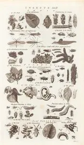 Insects-Taeniae, Pucerons, Leaf Galls & Insects