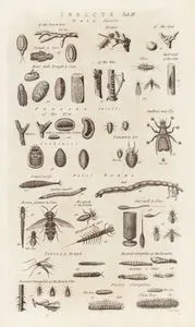 Insects- Gall Insects, Progall Insects, Water Worms, Tipula & Nymph