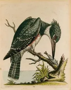 The American King's-Fisher