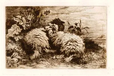 Sheep