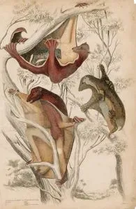 Galeopithecus, Flaying Cats (Male, Female, Young)