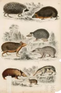 Erinaceus Hedge Hogs-Ericulus Tendracs-Centetes Tenrecs