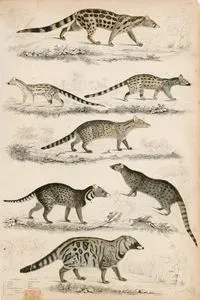 Viverra Civets